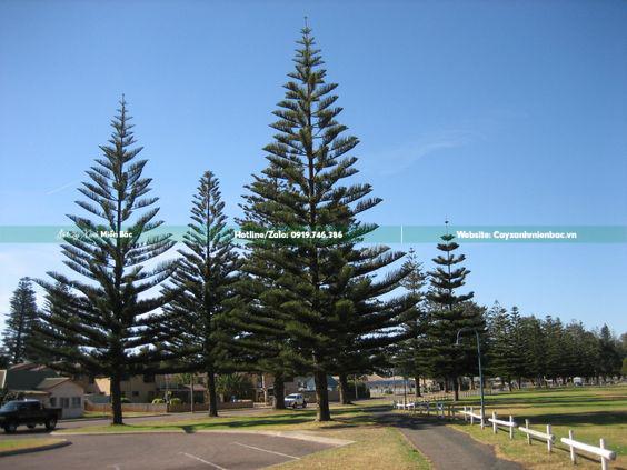 cây bách tán trồng công trình